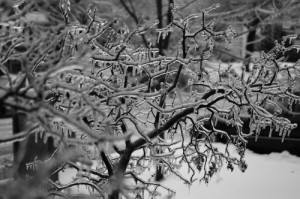 Our front yard after the December 2013 ice storm